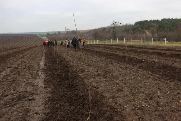 На Волині висадили 50 гектарів вишневого саду (фото, відео)