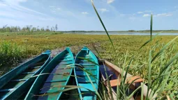 Рослина-хижак і реліктовий кущ: що знайшли на волинському болоті під білоруським кордоном (фото)
