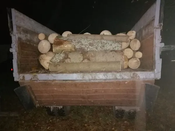 У маневицькому лісництві спиляли чотири ялини (фото)