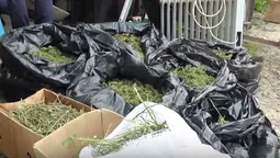 Зброя, наркотики, бурштин: що знайшли у гаражі лучанина (відео)
