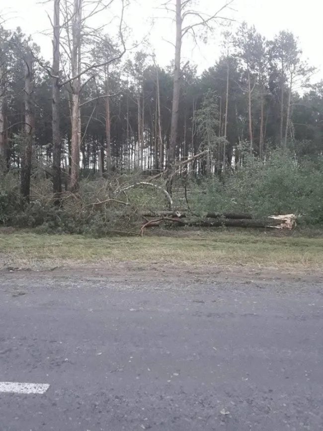 В одному із сіл Волині негода повиривала дерева із землі (фото)