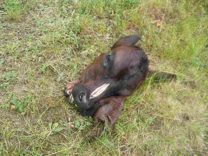 У Луцьку просто на вулицю викинули голови тварин (фото, відео 18+)