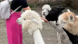 Неподалік від Луцька відкрили ферму з альпаками: локація (відео)