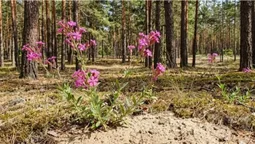 У лісах Полісся причаїлась дивовижна рослина, яка перетворює піщані ліси в рожеві оази (фото)
