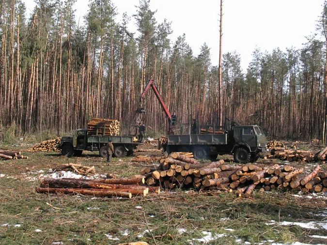 Волинську владу просять заборонити санітарну вирубку лісів