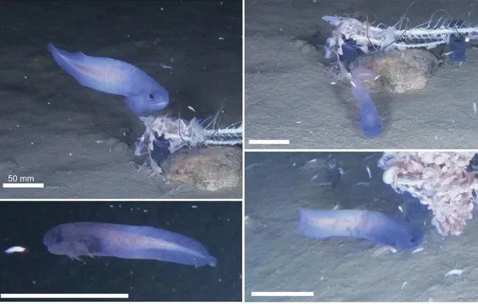 Несподівано яскраву синю рибу помітили на глибині шість кілометрів