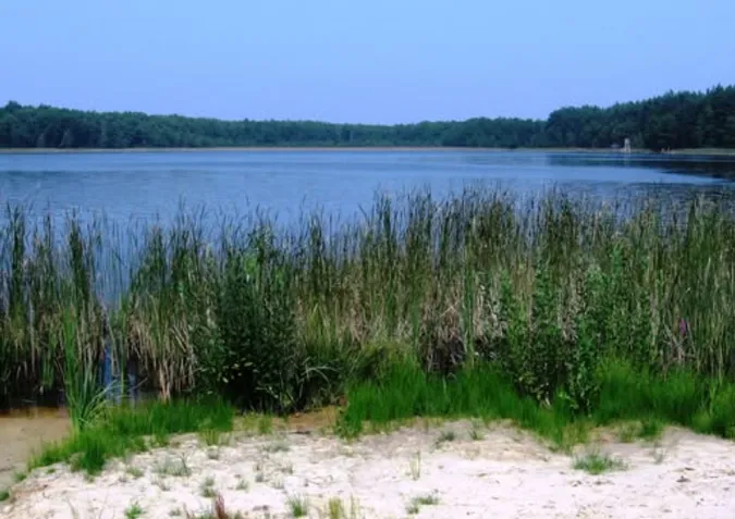 У лісі на Волині заховалося озеро з червонуватою водою, оточене дюнами (фото)