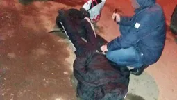 У Луцьку "на гарячому" впіймали квартирного злодія 