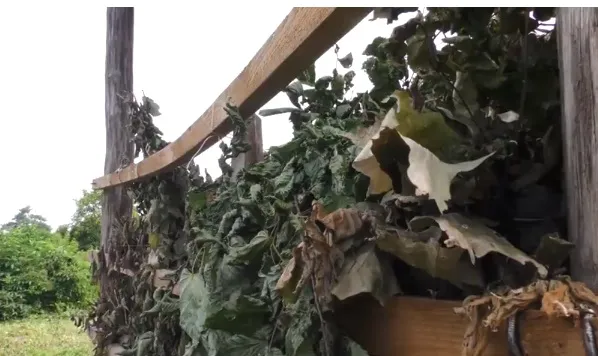 На Волині для тварин готують віники на зиму (відео)