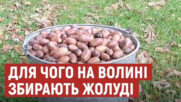 Треба щонайменше тонну: на Волині збирали жолуді, щоб врятувати ліс