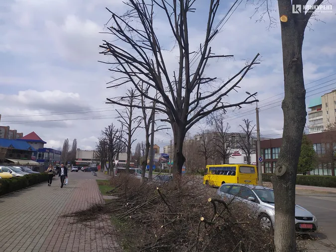 У Луцьку на Молоді кронували дерева (фото)