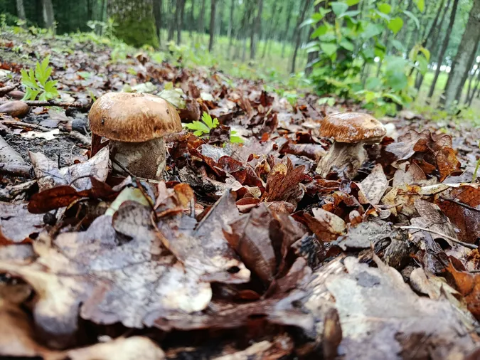 У лісі біля Луцька після дощу полізли білі гриби (фото)