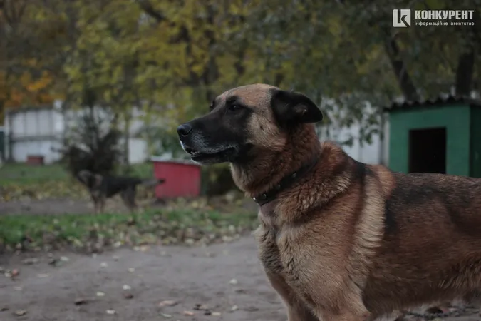 Їм дуже бракує уваги: лучан кличуть няшкати песиків на КП «Ласка» (фото)