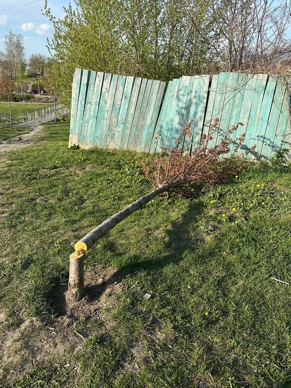 Сакури під прицілом: у Володимирі завівся «деревний маніяк» (фото)