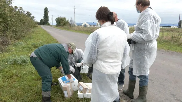 Половина з них – у Луцькому районі: на Волині виявили 31 випадок сказу (відео)