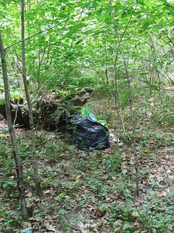 Соковиті, але небезпечні: у лісі біля Луцька дозріли отруйні ягоди (фото)