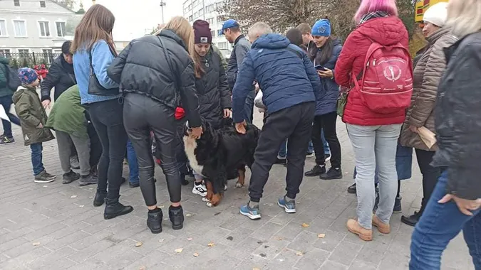 У центрі Луцька закружляв «собачий» вальс (фото, відео)