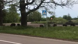 У Луцькому районі біля зупинки паслися дикі кабанчики (фото, відео)