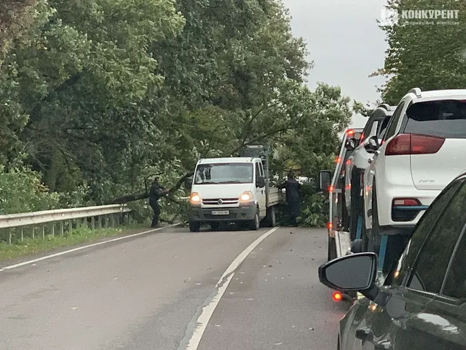 На трасі під Луцьком дерево впало на автівку (фото)
