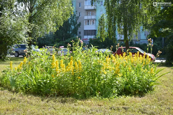 «З «Версалю» їздила «швидкою» на виклик», – головний лікар Луцької дитячої поліклініки Оксана Лєщинська