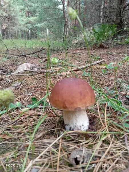 Чому не можна їсти білі гриби зі звірівського лісу біля Луцька (фото)