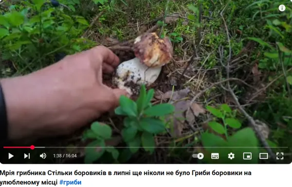 Стільки в липні ще ніколи не було: в лісі на Волині – бум боровиків (фото)