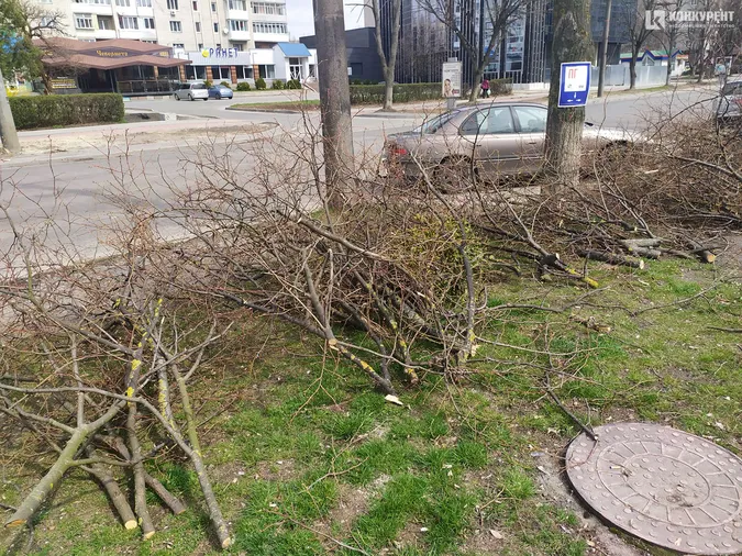 У Луцьку на Молоді кронували дерева (фото)