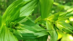 У нацпарку на Волині розквітли рідкісні орхідеї (фото)