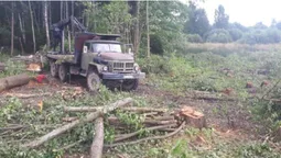 У лісі на Турійщині виявили масштабну незаконну порубку (фото, відео)