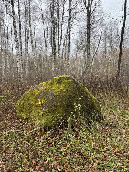 На Волині знайшли свідка льодовикової епохи, якому понад тисячу років (фото)