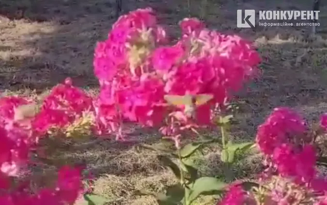 Пила нектар із квітів: у Луцьку помітили колібрі? (відео)