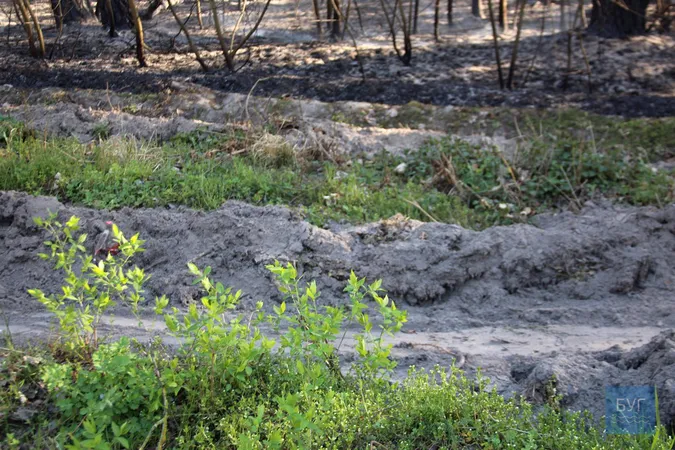 Біля Володимира загорівся ліс: ймовірно, через підпали сухої трави (відео)