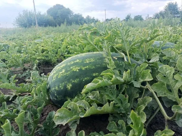 «Помідори файні, кавуни – суперові»: як подружжя з Волині вирощує 30 сотих баштанних (фото, відео)