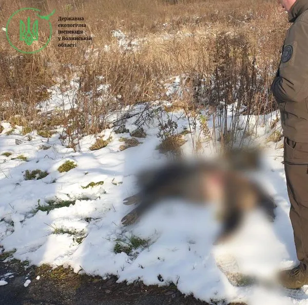 Убив самку кабана: на Волині затримали браконьєра
