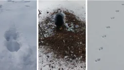 Хто наслідив у нацпарку на Волині (фото)