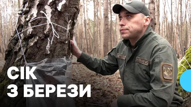 Як правильно збирати березовий сік: поради волинських лісівників