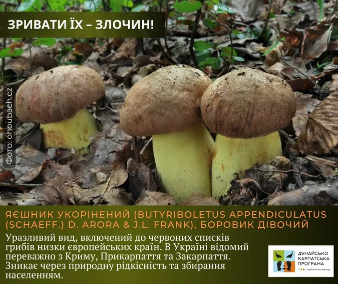 Не тільки отруйні: які гриби не можна збирати в Україні (фото)