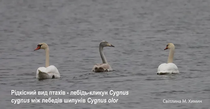 Лишився колядувати: з волинського озера не полетів рідкісний птах (фото)