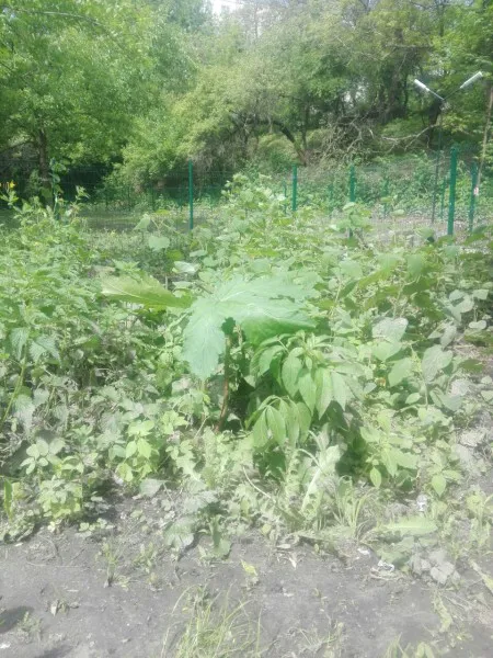 Увага, борщівник: лучани просять знищити небезпечну рослину (фото)