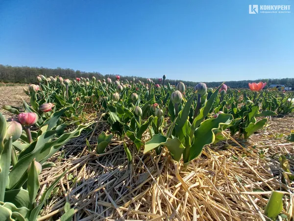 Море квітів: «Волинська Голландія» стартувала (фото)