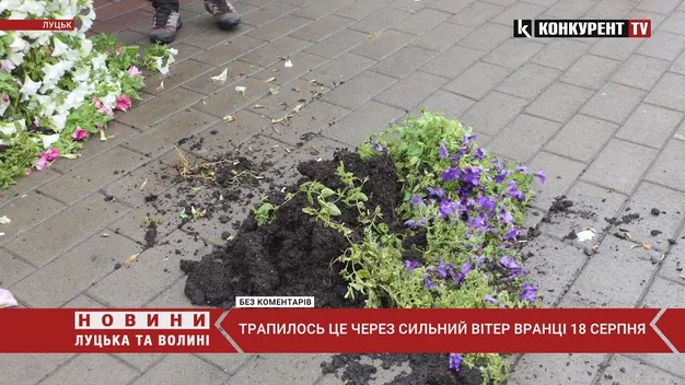 У центрі Луцька вітер перекинув «піраміди» з квітами (фото, відео)