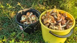 «Сидів, вибирав в траві»: де під Луцьком «встелено» грибами (фото)