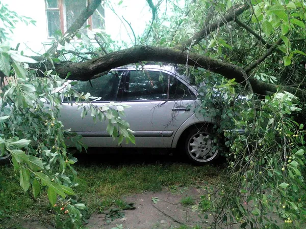 Що наробила негода в Луцьку (фото, відео)