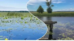 «Ні риби, ні води»: легендарне «щуче» озеро на Волині вкрилося водоростями (відео, фото)