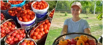 Від 50 кущів до тисячі: як родина на Волині перетворила город на помідорове царство (фото)