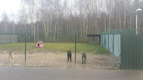 Порівняти з Луцьком: як працюють притулки для тварин  у країнах Європи (фото) 