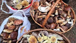 На Волині, попри морози, грибники збирають повні кошики «лісових дарунків» (фото)