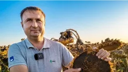 На Волині розпочали збір соняшника (фото, відео)