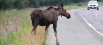 На ковельській трасі збили двох лосів: одна тварина загинула (фото)