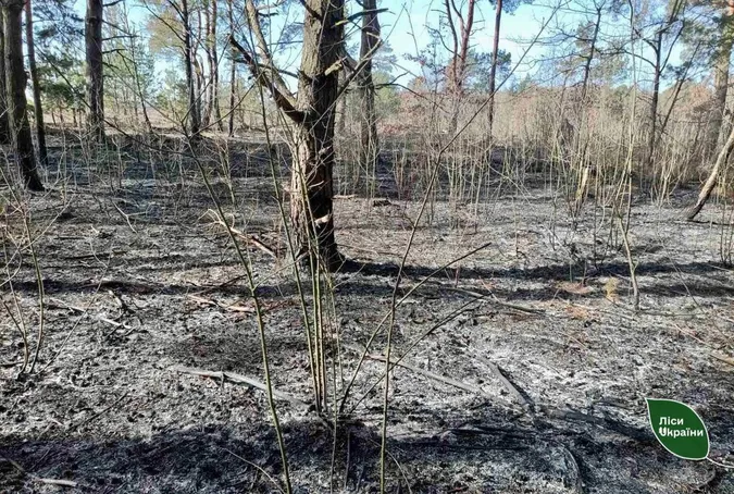 На Ківерцівщині вночі зловили паліїв лісу (фото)